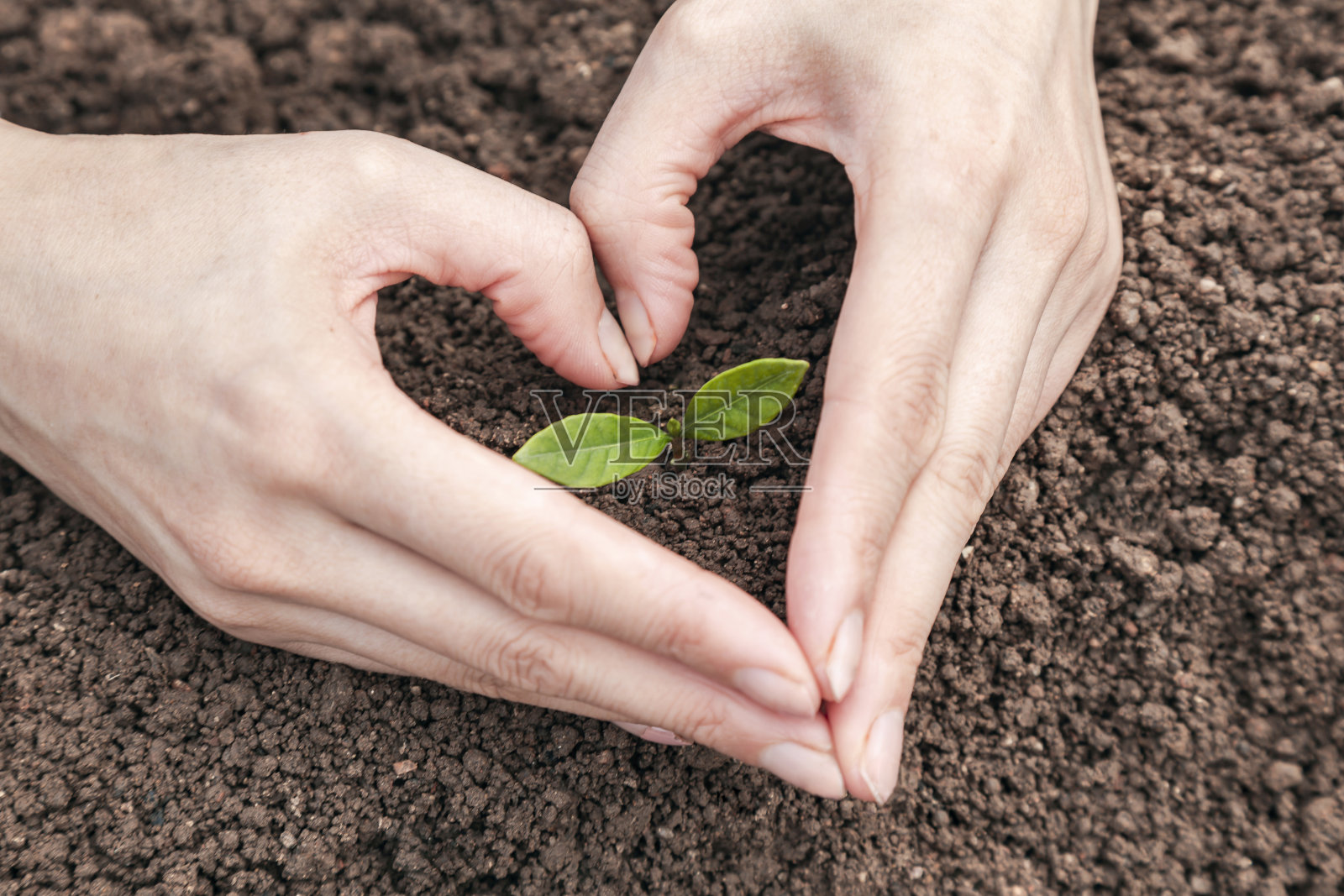 企业成长理念:关爱新生命——用宝贝植物塑造心脏照片摄影图片