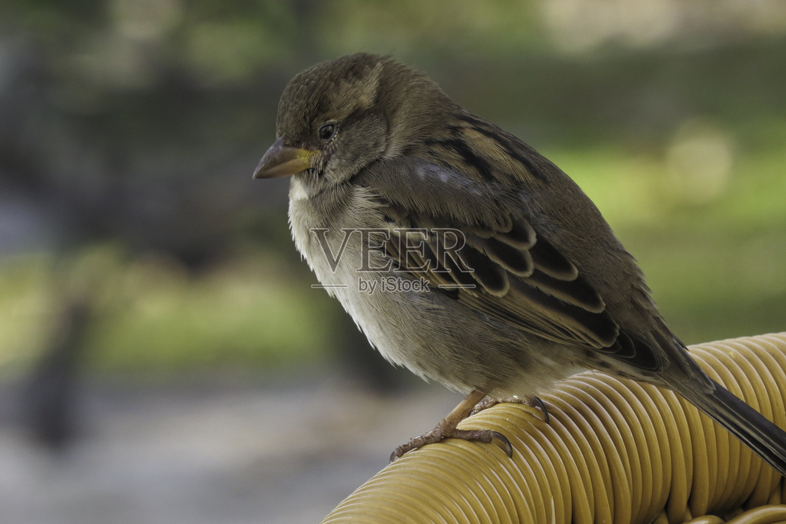 麻雀照片摄影图片