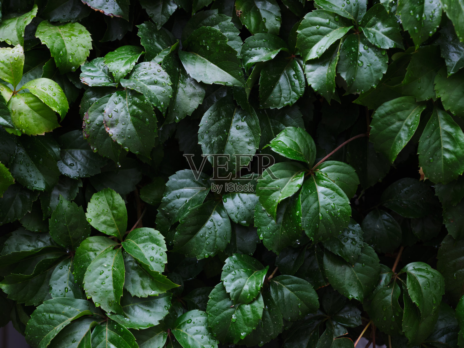 绿叶背景照片摄影图片