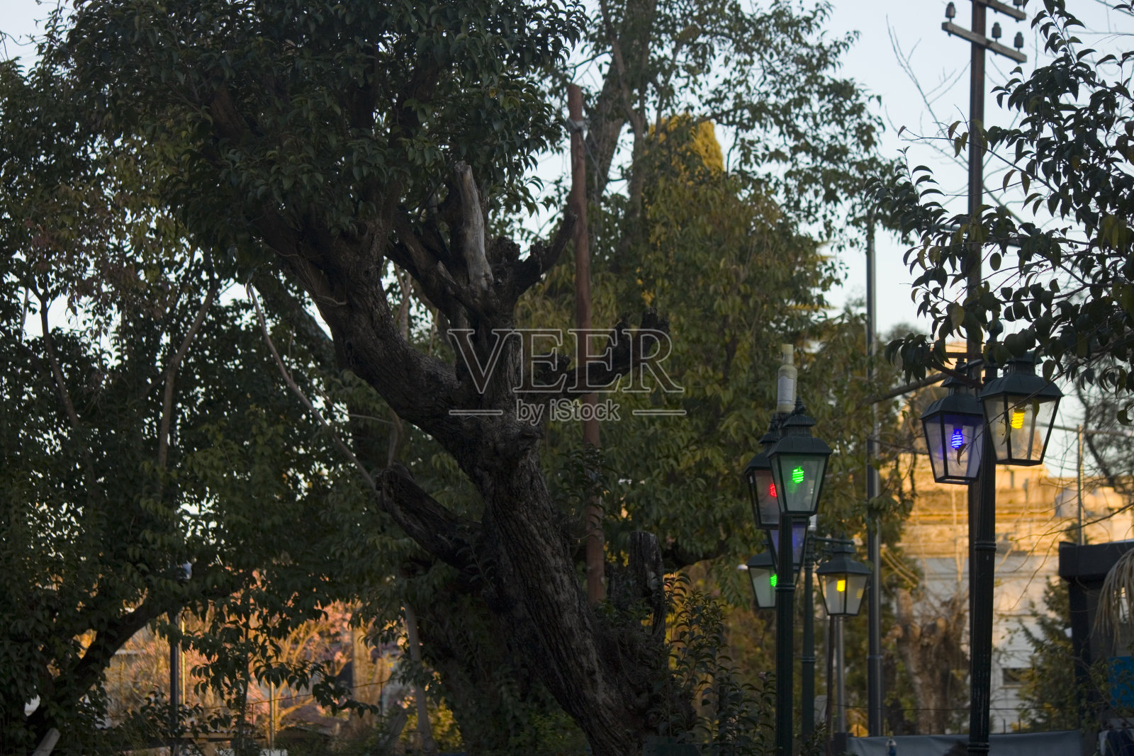 外面有几盏不同颜色的铁灯，周围是树枝和树叶，天空晴朗照片摄影图片