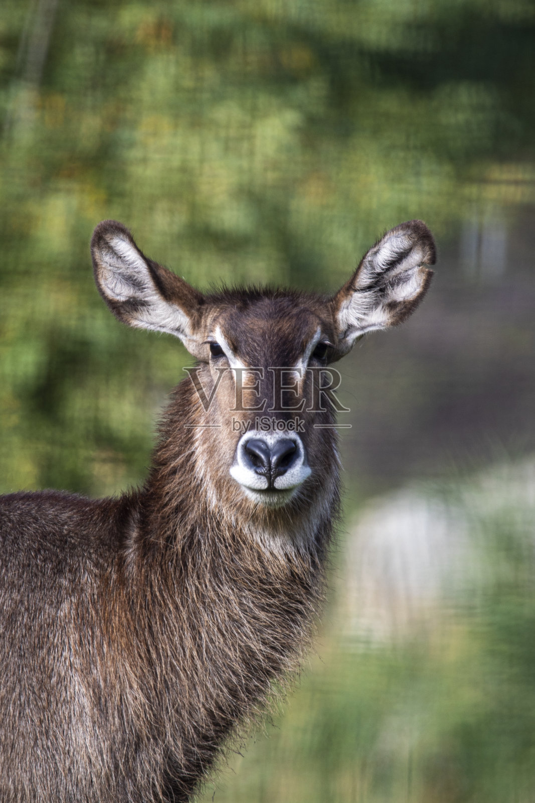 撒哈拉以南非洲的水羚。面对前视图。照片摄影图片