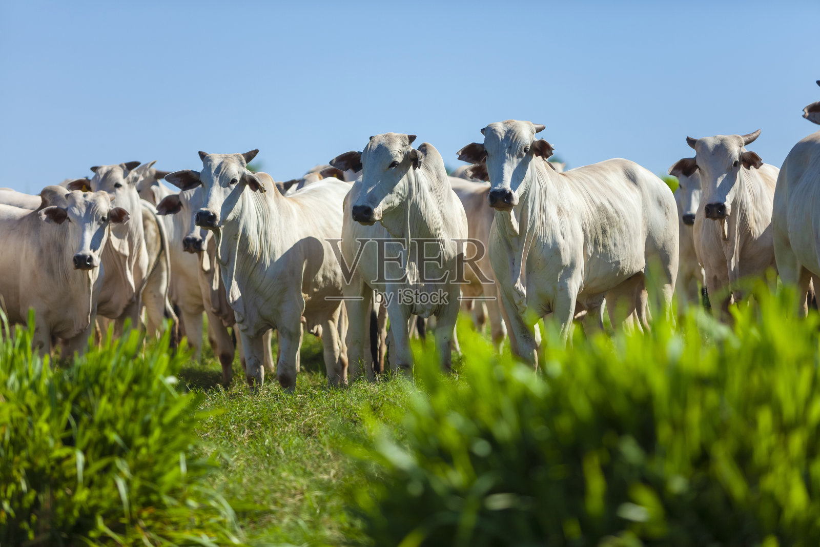 农场里有一大群内洛尔牛，奶牛和阉牛照片摄影图片