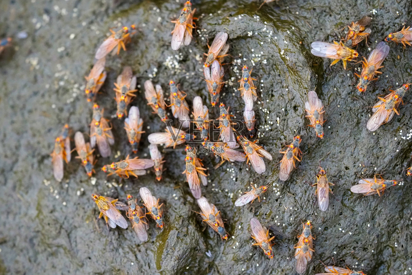 双翅目,俯视图。苏illia在牛粪中产卵照片摄影图片