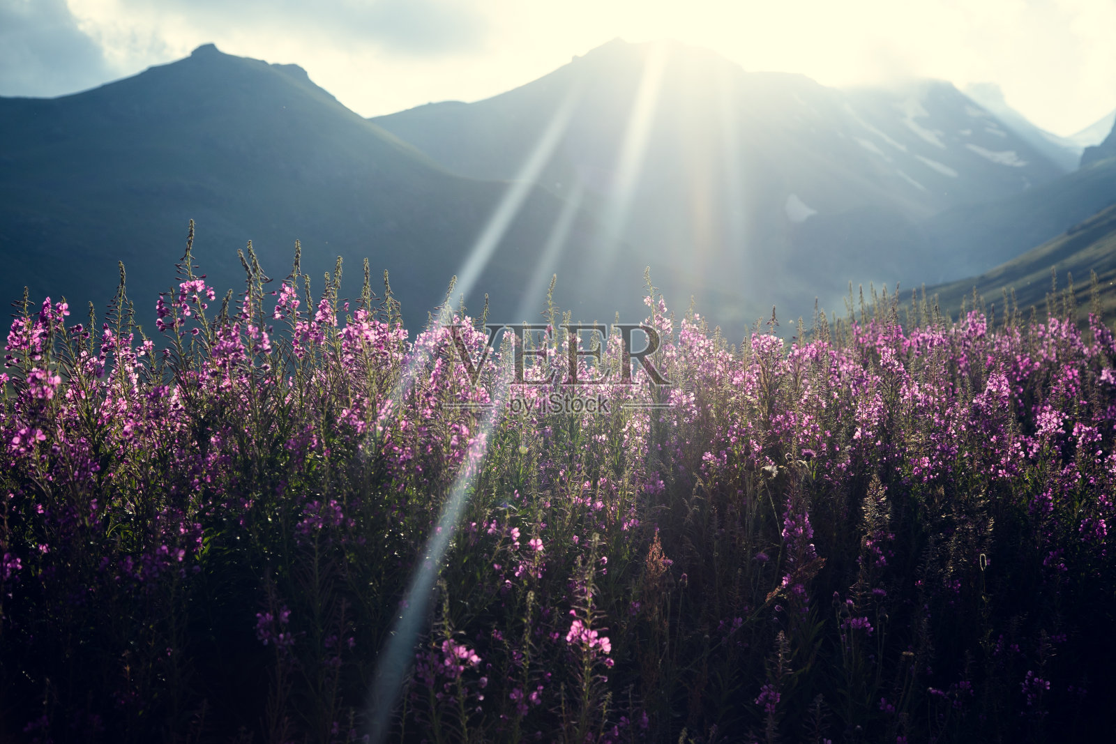 紫色的花在山的背景照片摄影图片