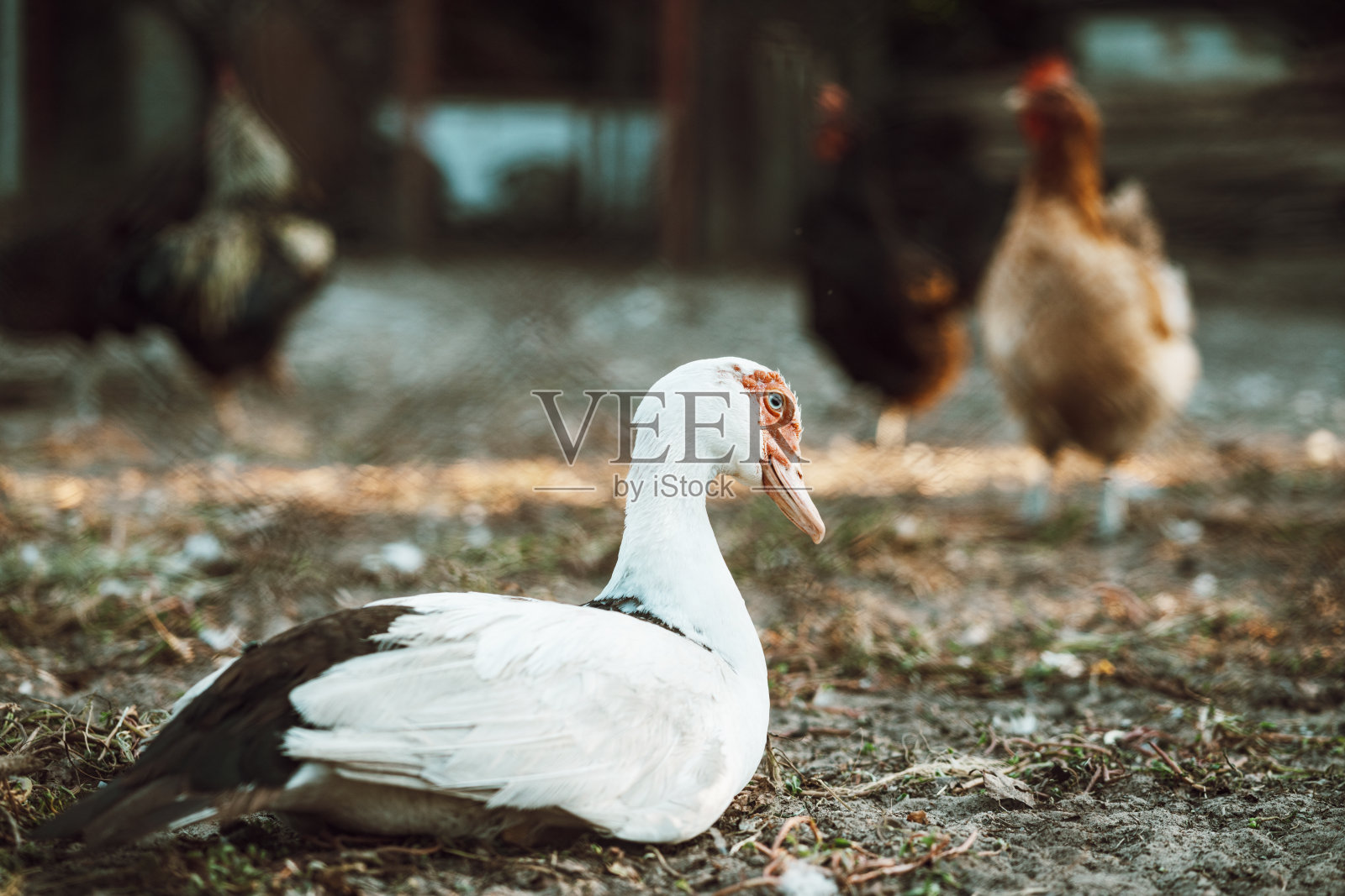 美洲家鸭的肖像照片摄影图片