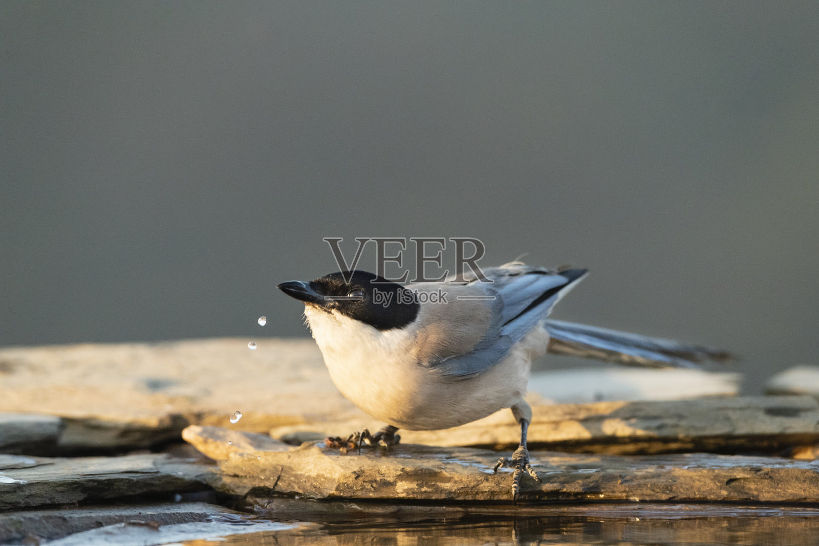 伊比利亚喜鹊（Cyanopica cooki）照片摄影图片