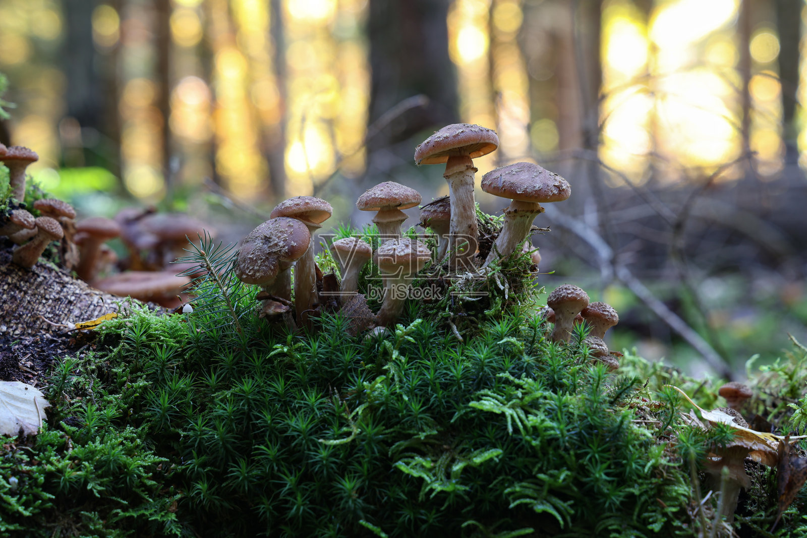 秋天的蘑菇生长在森林的一个树桩上照片摄影图片