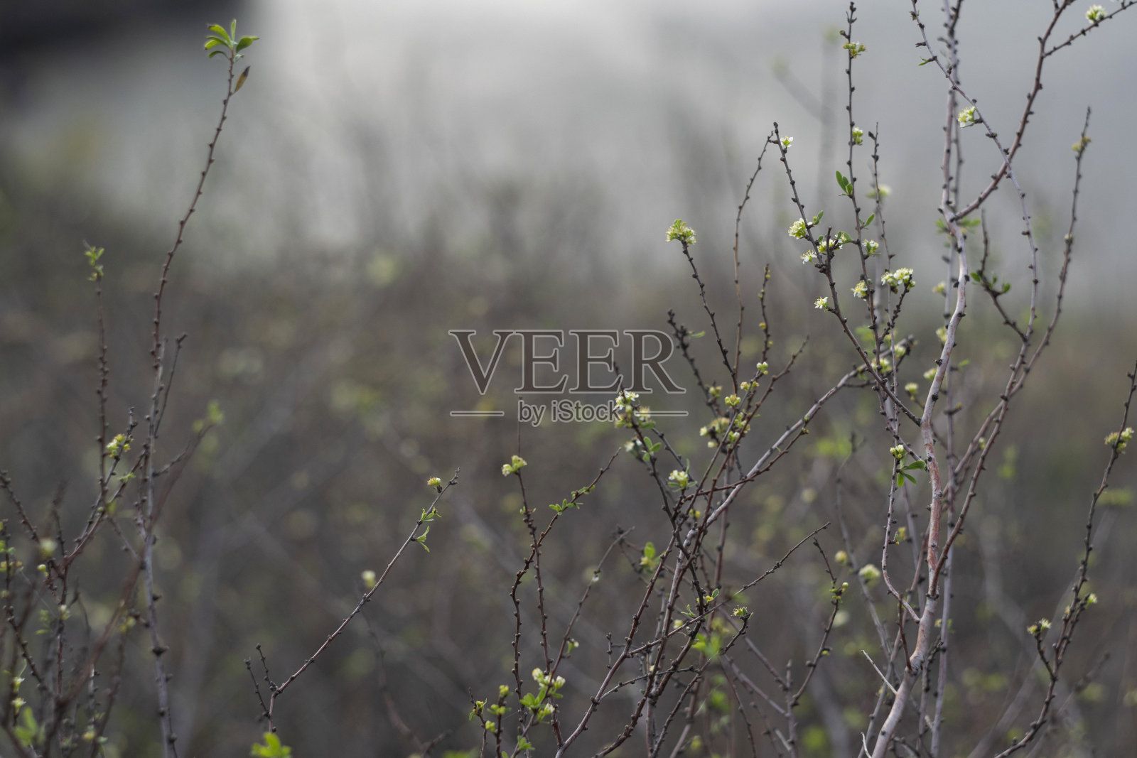 森林里开花的树木照片摄影图片