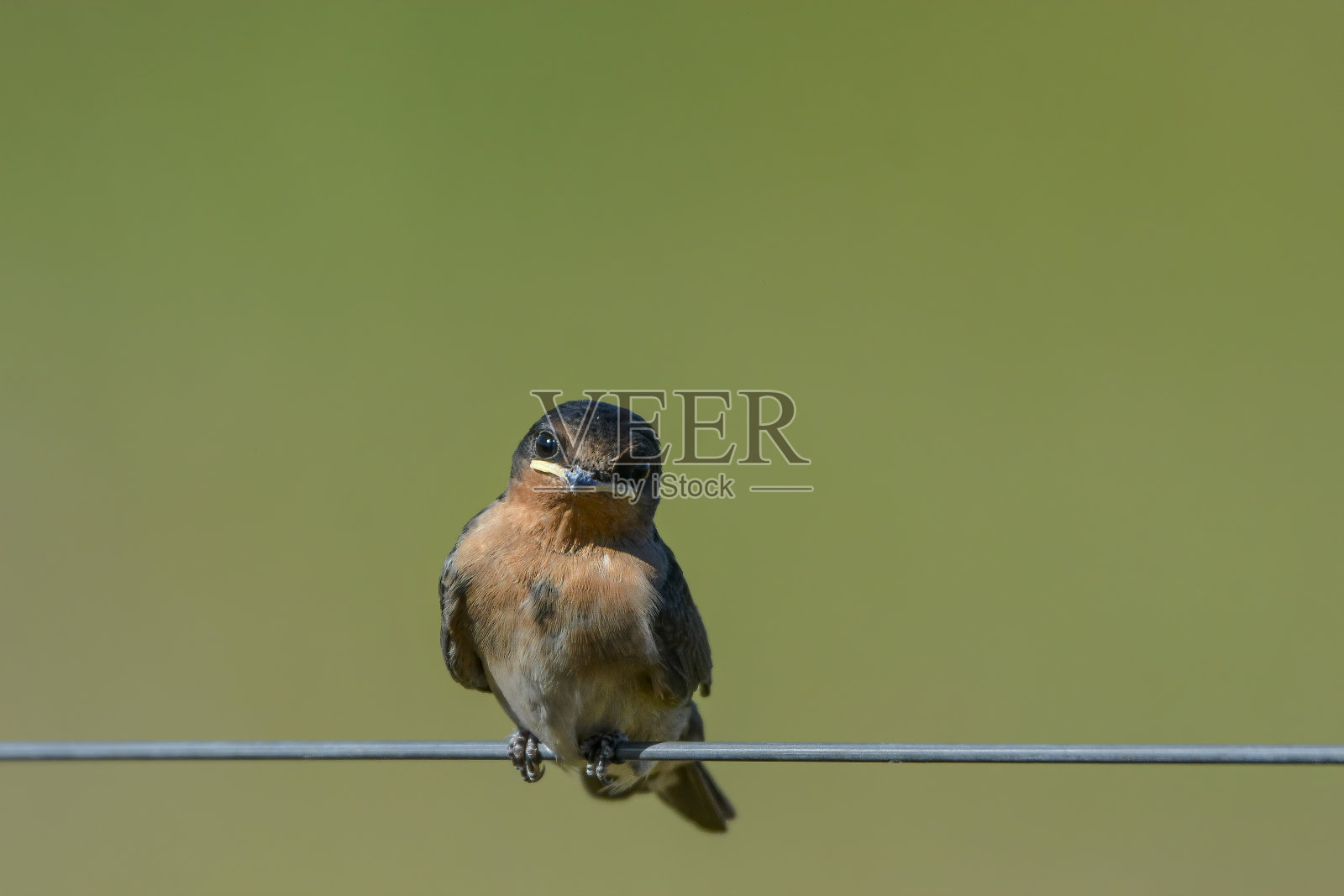 欢迎燕子孵化(Hirundo neoxena)照片摄影图片