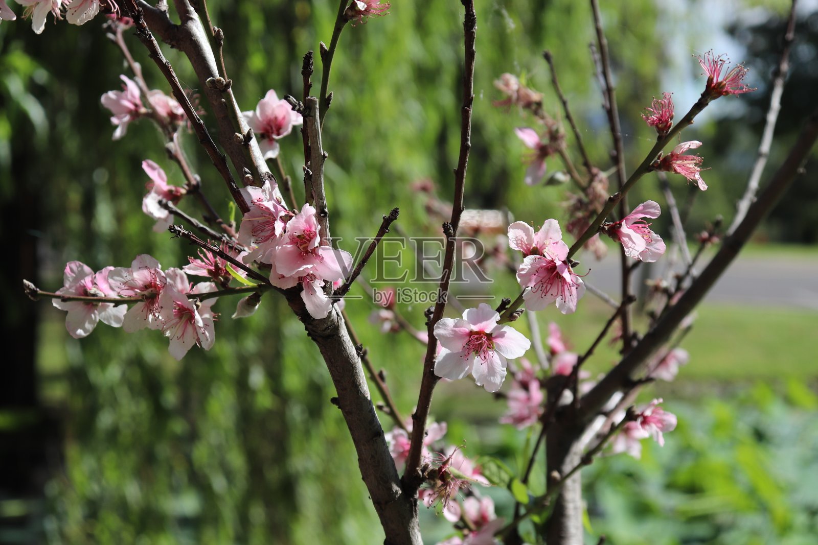 樱花照片摄影图片