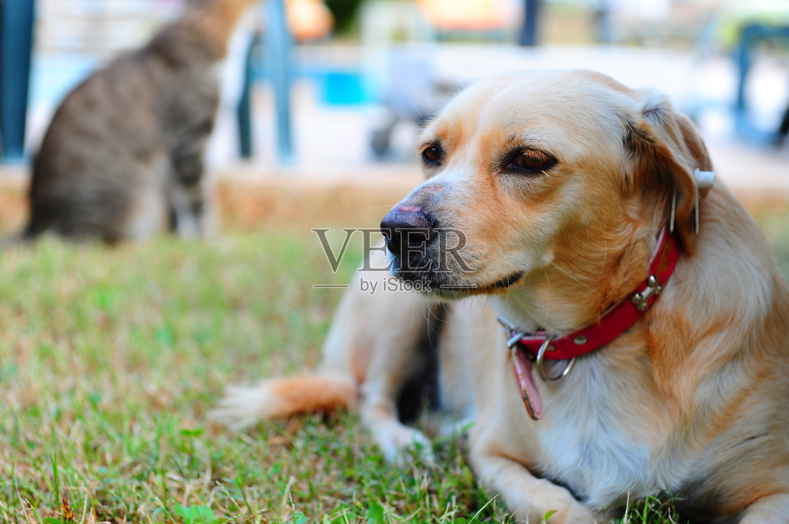 那条狗在等主人回来照片摄影图片