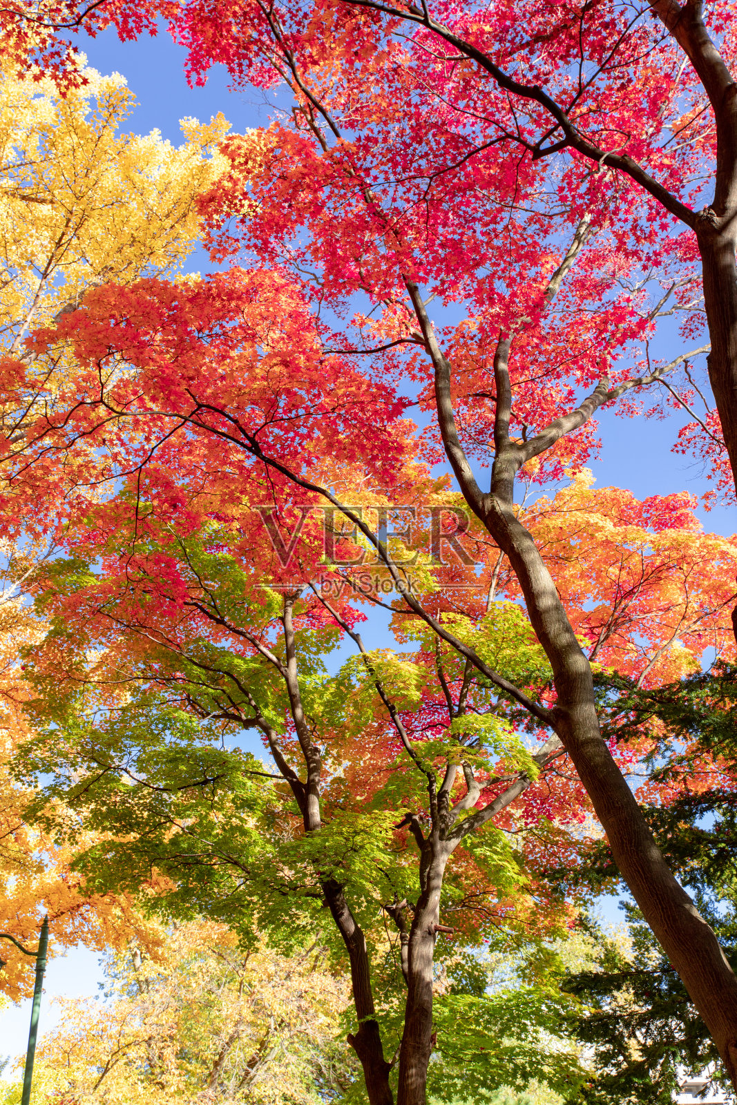 北海道札幌美丽的秋叶。照片摄影图片