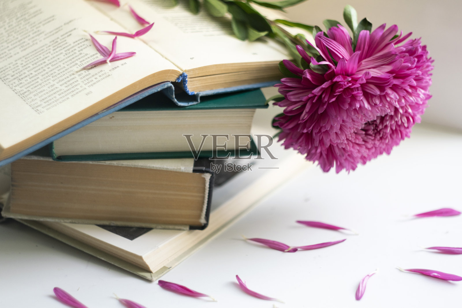 紫菀花在一本打开的书上照片摄影图片