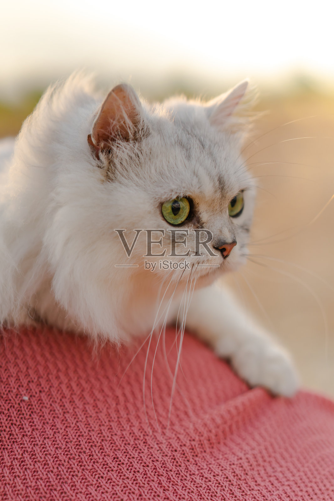 这是一只毛茸茸的白色波斯猫的特写镜头照片摄影图片