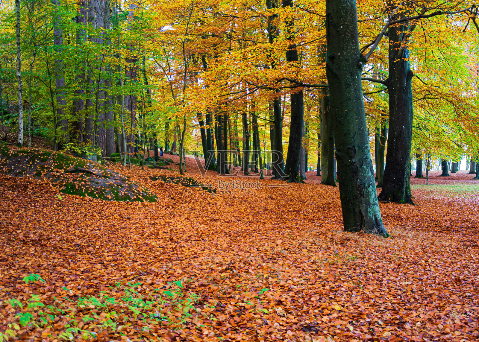 色彩丰富的树木在秋天的傍晚在瑞典哥德堡附近的当地公园发光照片摄影图片