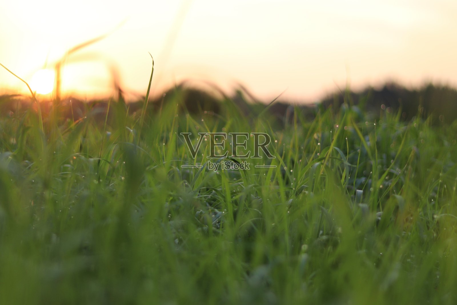 草地上的日出照片摄影图片