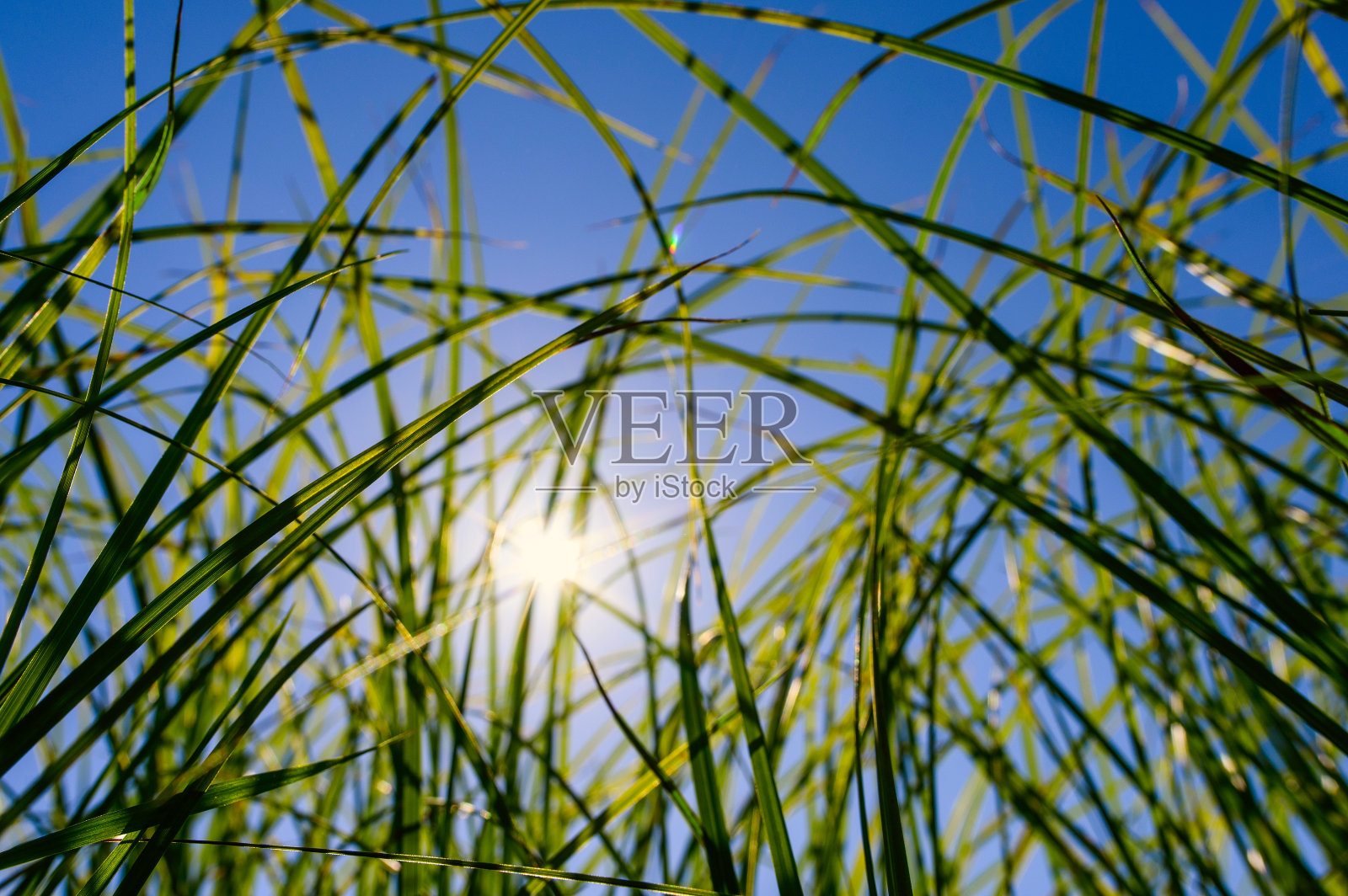 阳光穿过高高的绿草。照片摄影图片