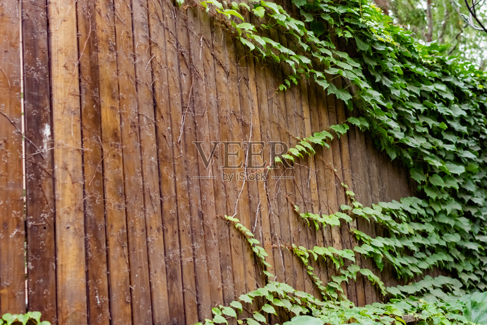 用木头制成的棕色木栅栏，上面覆盖着一种特殊的清漆组成，沿着栅栏编织照片摄影图片