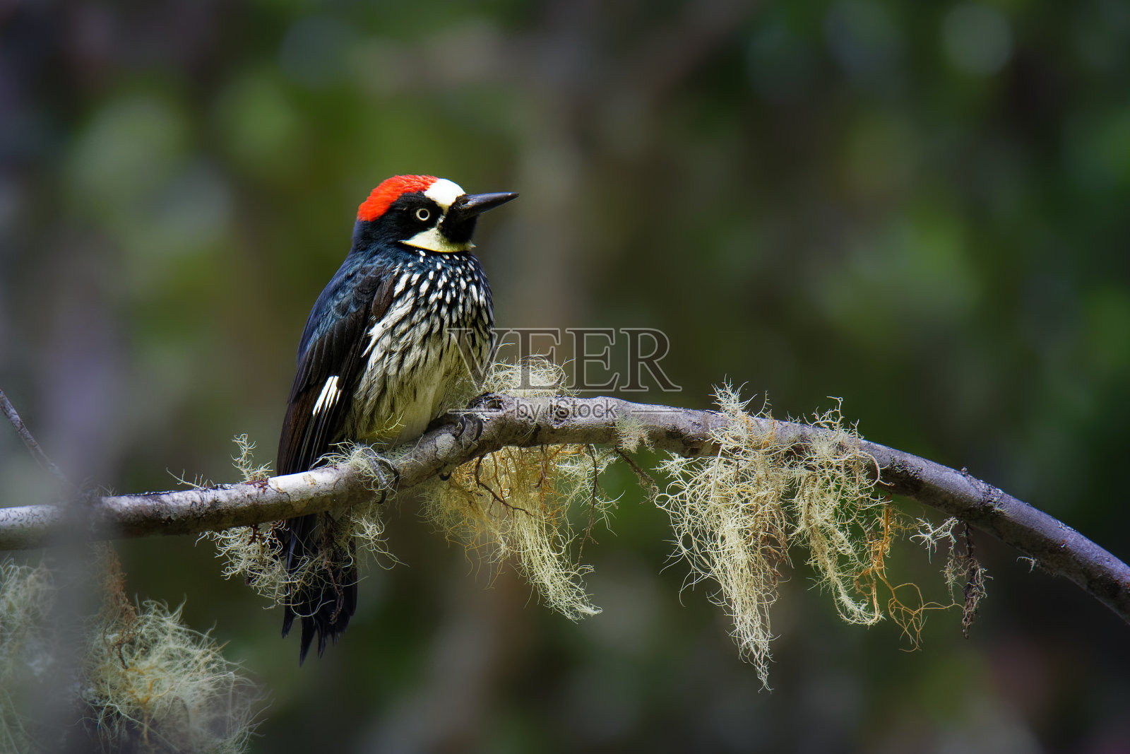橡子啄木鸟-中等大小的啄木鸟，头部，背部，翅膀和尾巴呈棕黑色，白色的前额，喉咙，腹部和臀部。眼睛是白色的。照片摄影图片