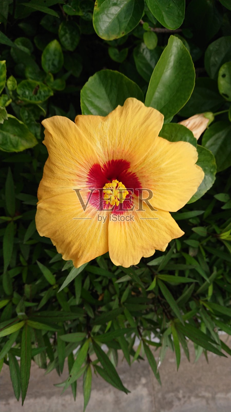 简单的花2照片摄影图片