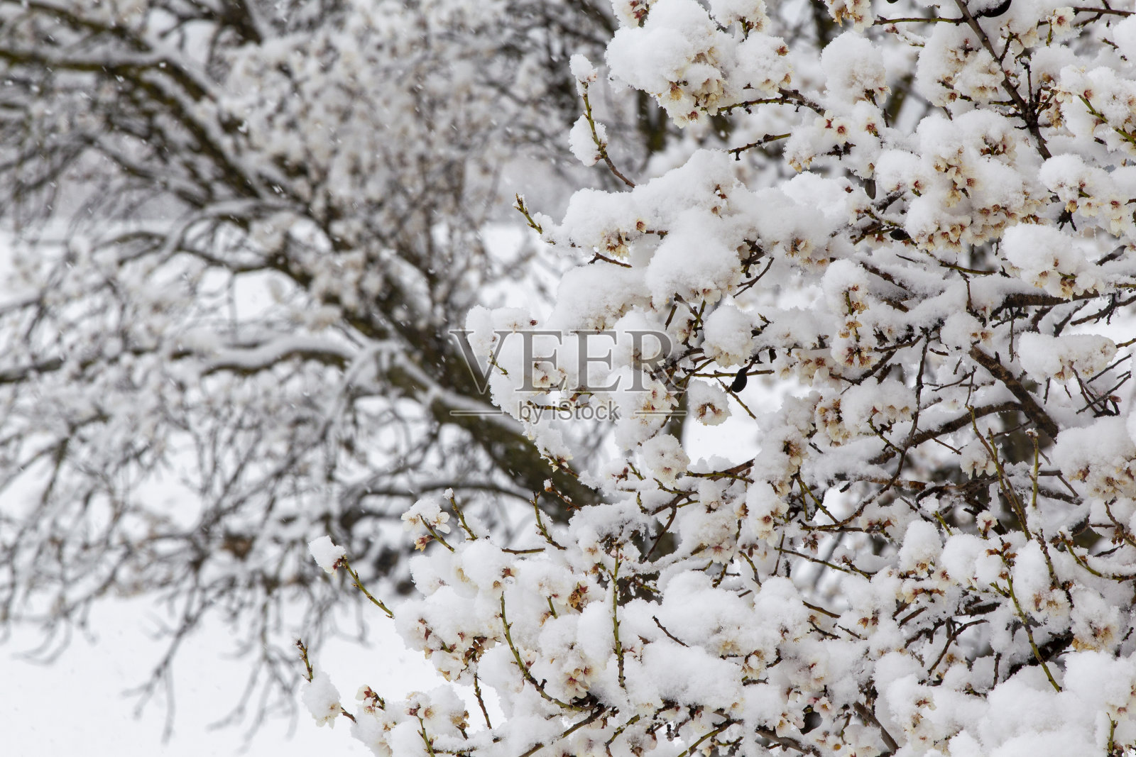 杏树开花照片摄影图片
