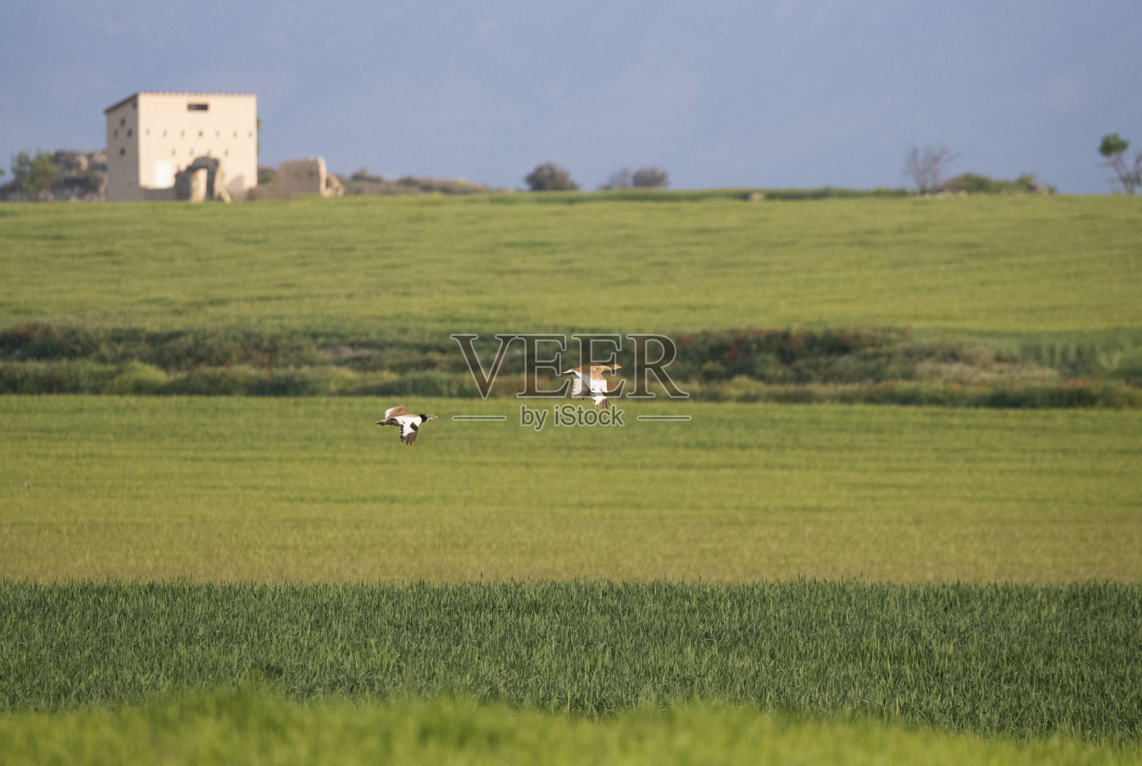 西班牙的小鸨照片摄影图片