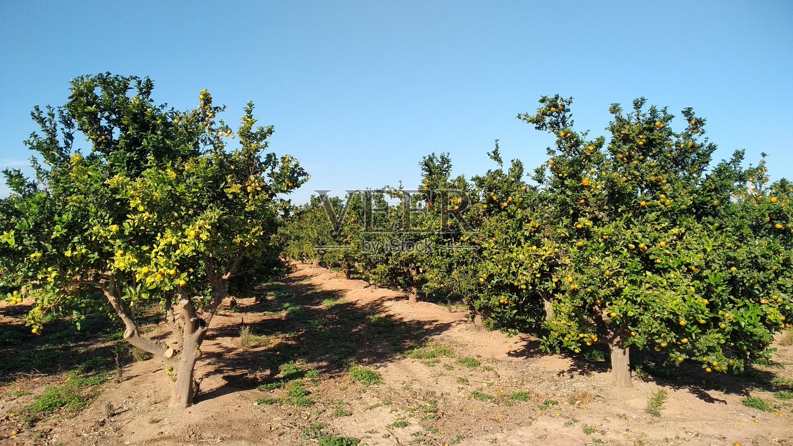 橙色的领域照片摄影图片