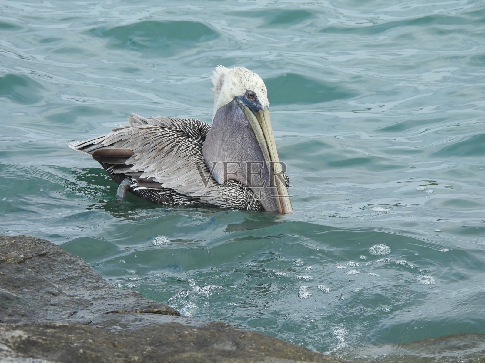 在大西洋中游泳的褐鹈鹕(西鹈鹕)，其育儿袋中有一条鱼照片摄影图片