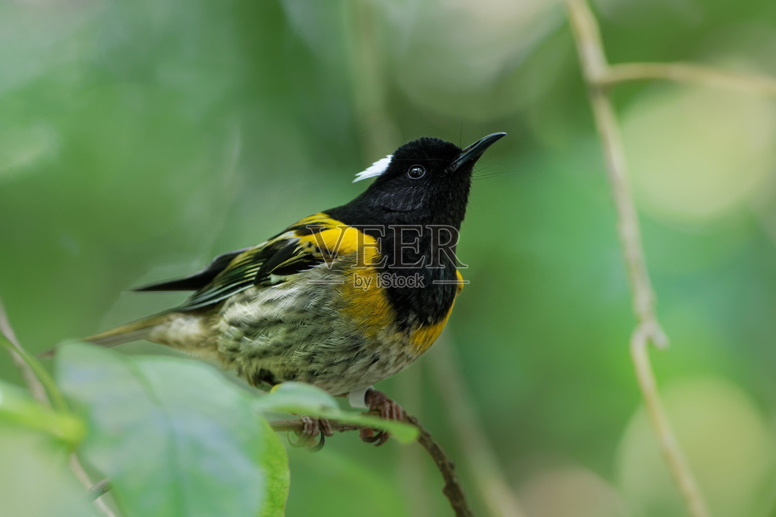 在毛利语中是一种特有的黄、白、黑三色的鸟，栖息在新西兰森林的树枝上。照片摄影图片