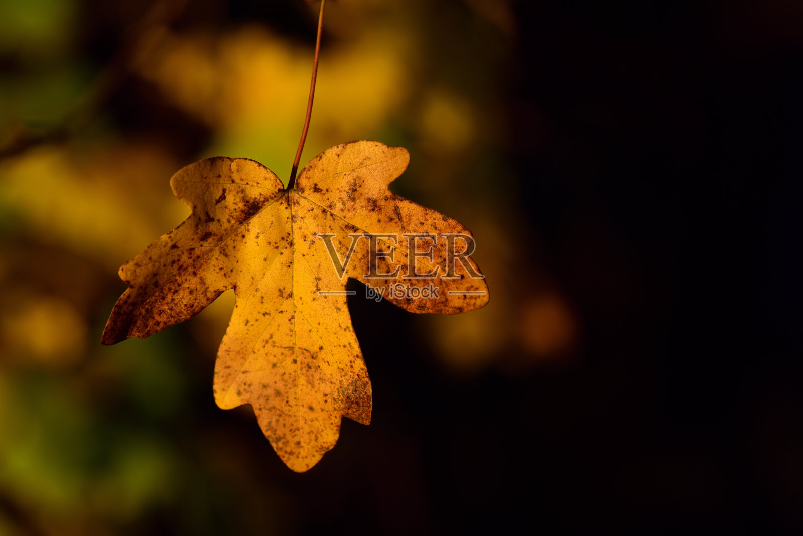 秋天，一片橙色的小叶子挂在树枝上，映衬着黑暗和彩色的背景照片摄影图片