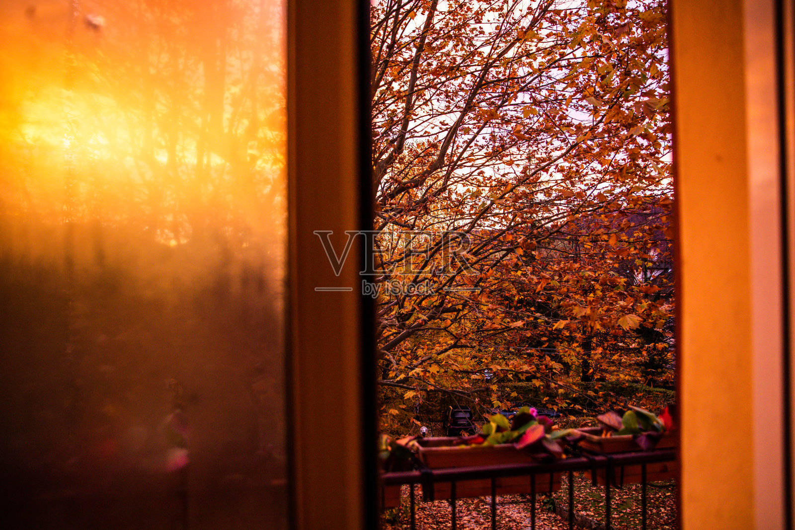 日落时拍摄的柏树照片摄影图片