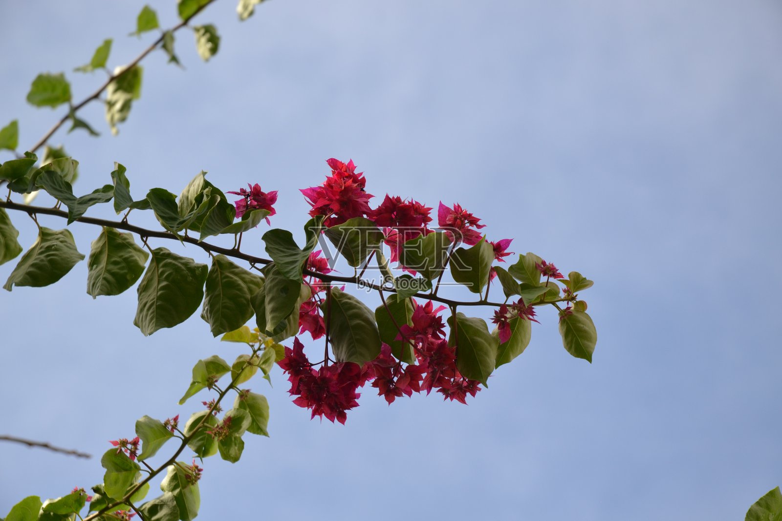 叶子花属的花照片摄影图片