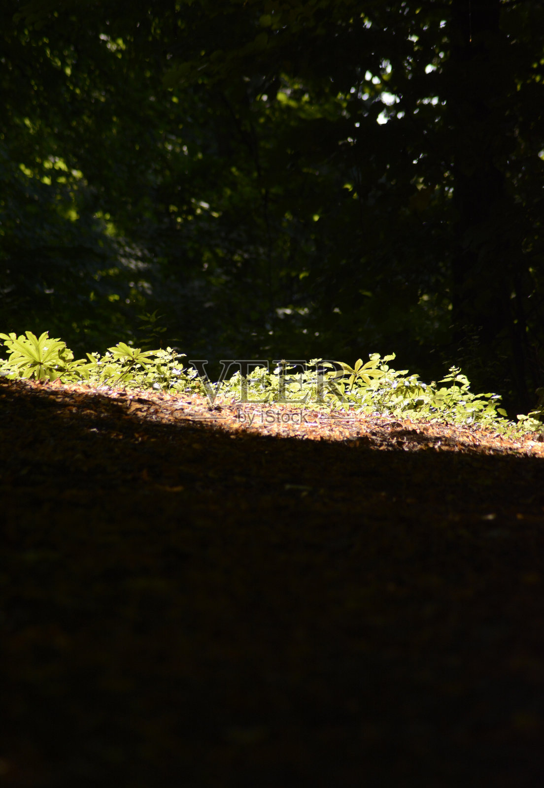 被太阳照射的森林的一部分照片摄影图片