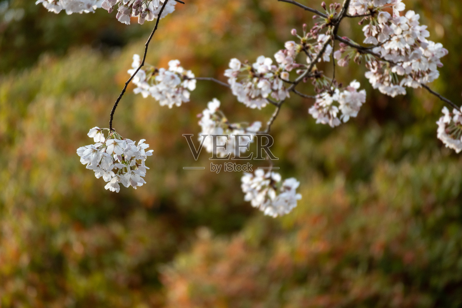 日本樱花照片摄影图片