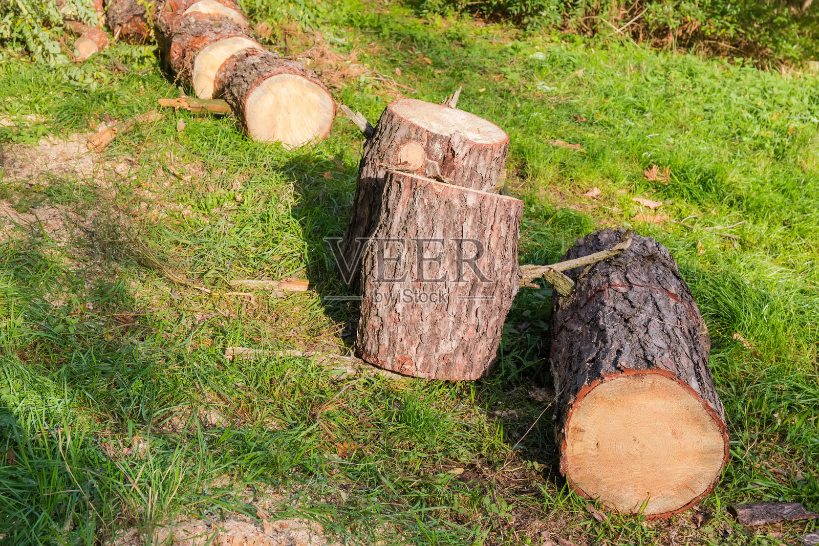 卫生切割时锯断的干松树干部分照片摄影图片