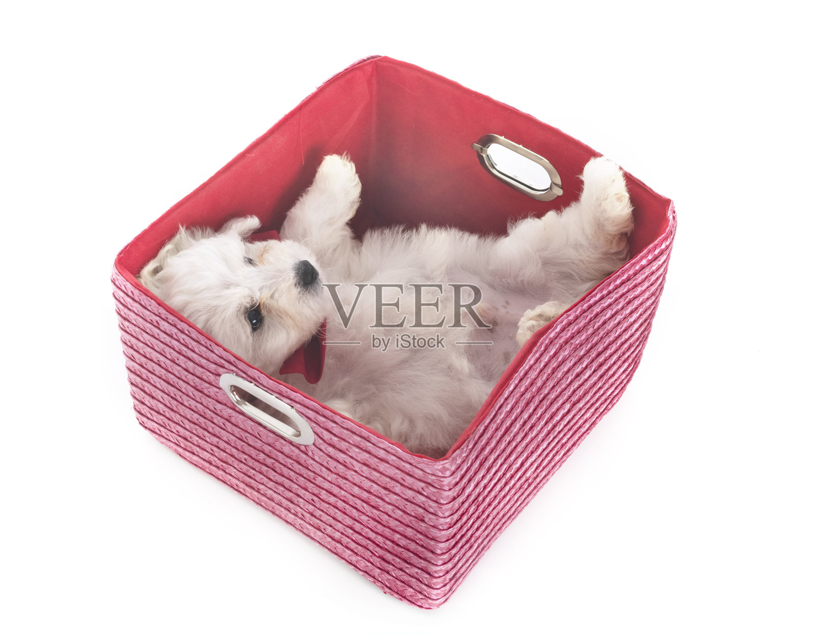 小卷毛比雄犬照片摄影图片