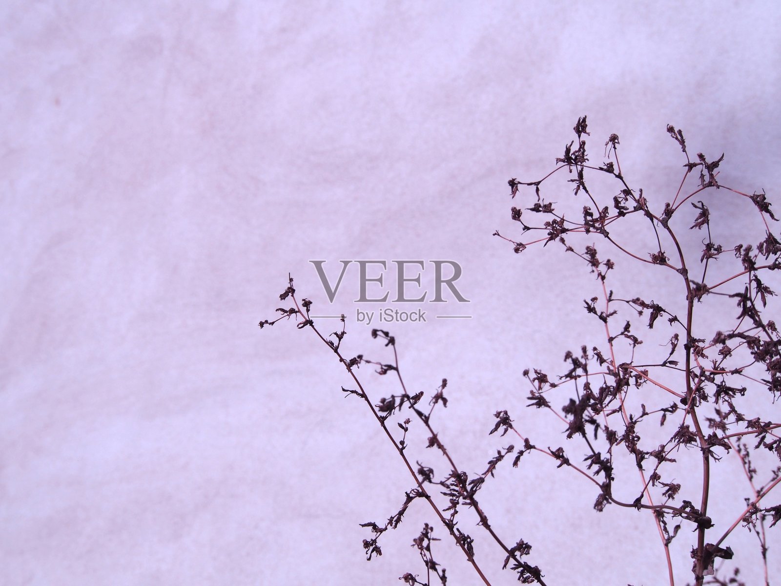 干植物白色石膏背景，秋季背景墙纸，贺卡背景，冬季心情，照片摄影图片