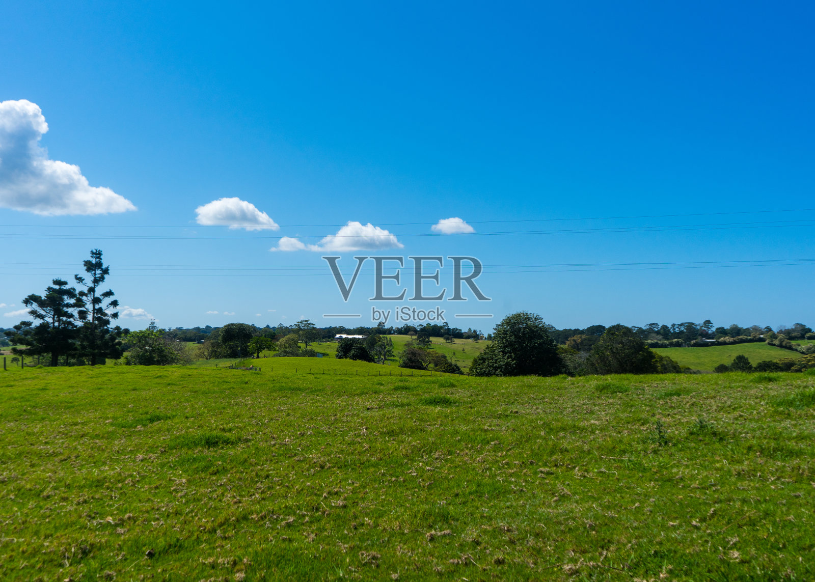 阳光明媚的草地照片照片摄影图片