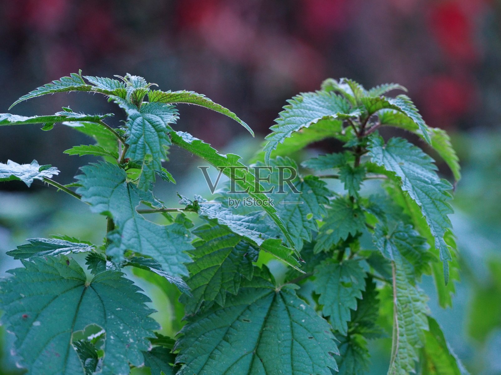 两根绿荨麻，红叶作秋底，茶用草药，绿墙纸，尖叶，照片摄影图片