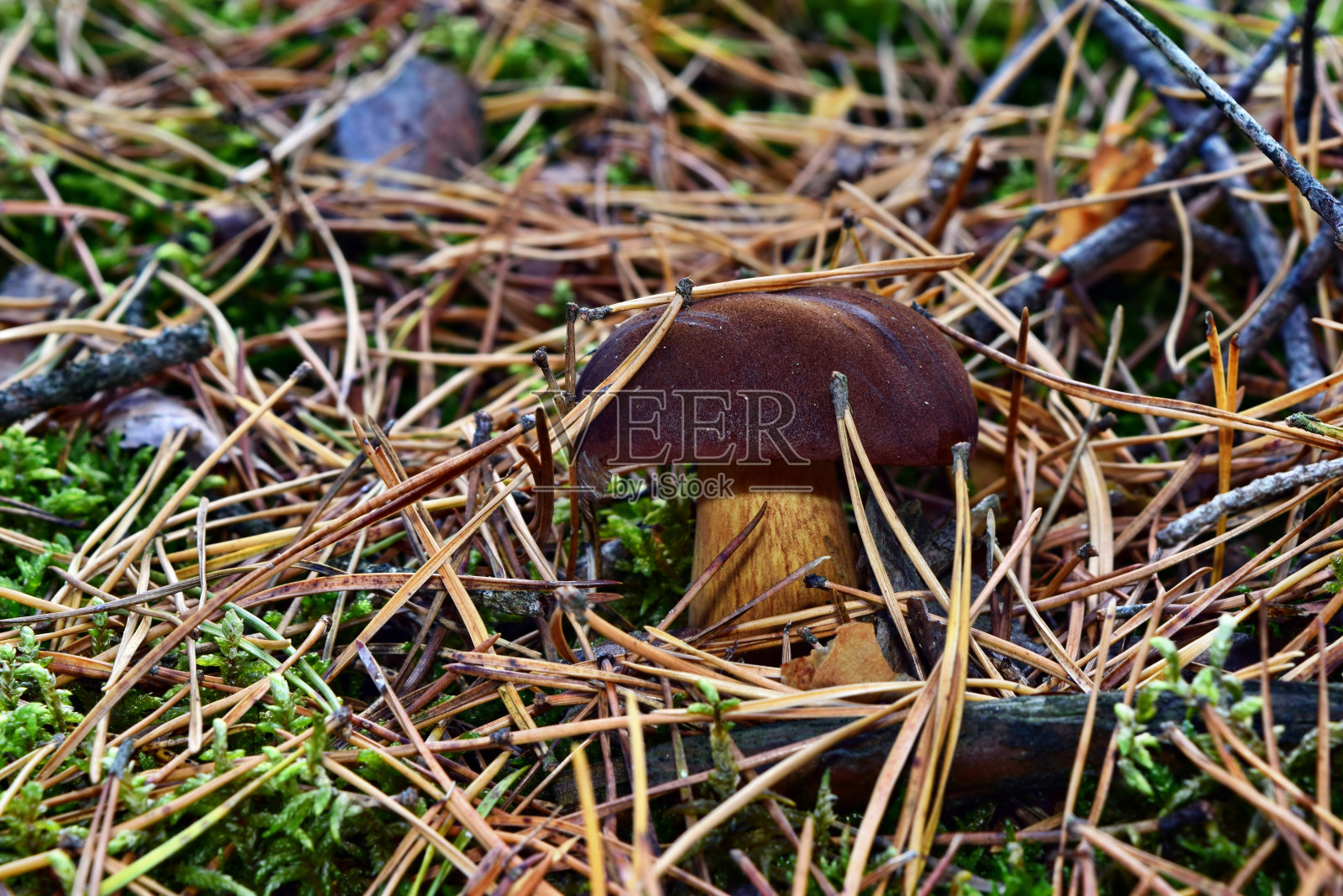 黑旱菌食用菌照片摄影图片
