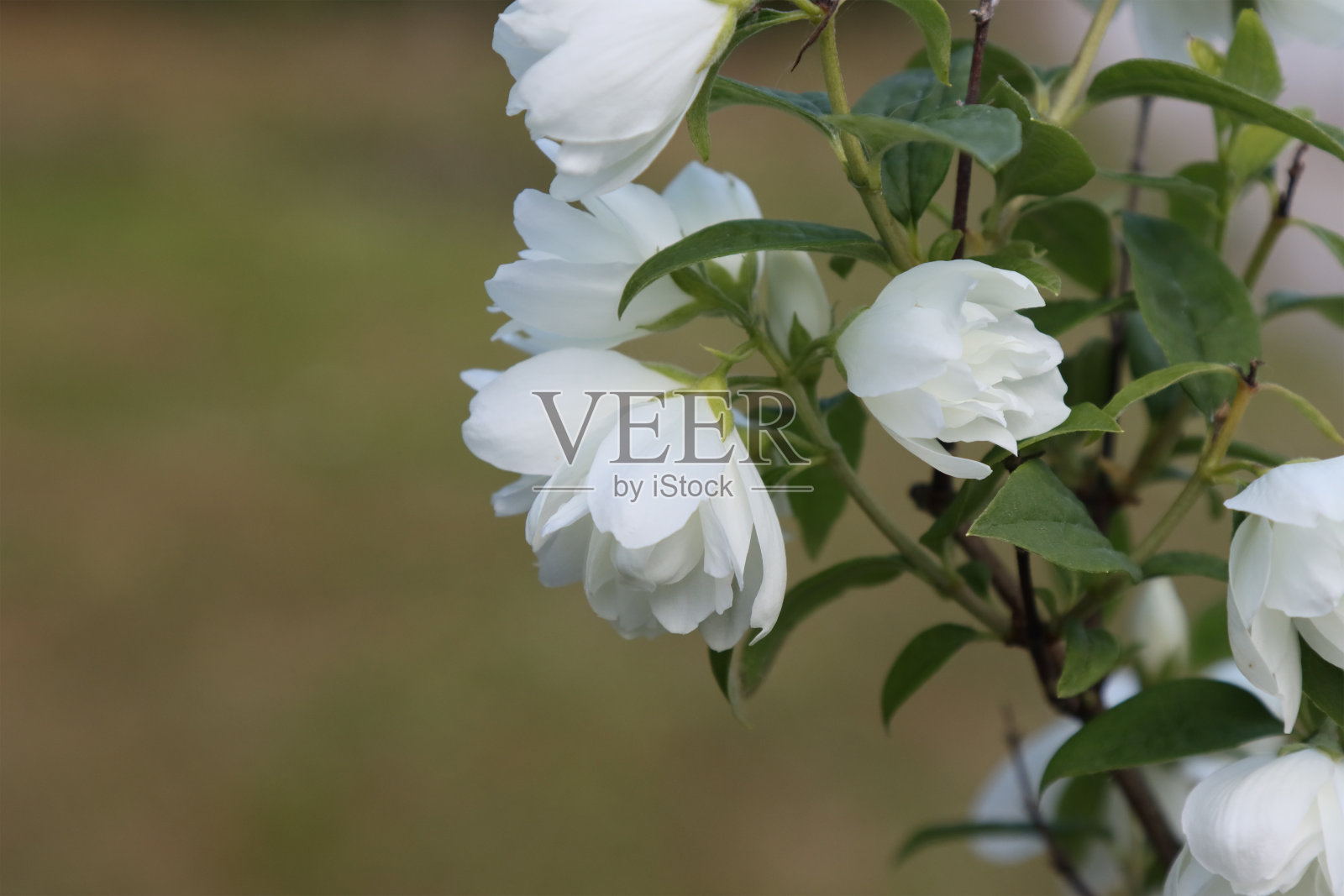 布什盛开的茉莉花。照片摄影图片