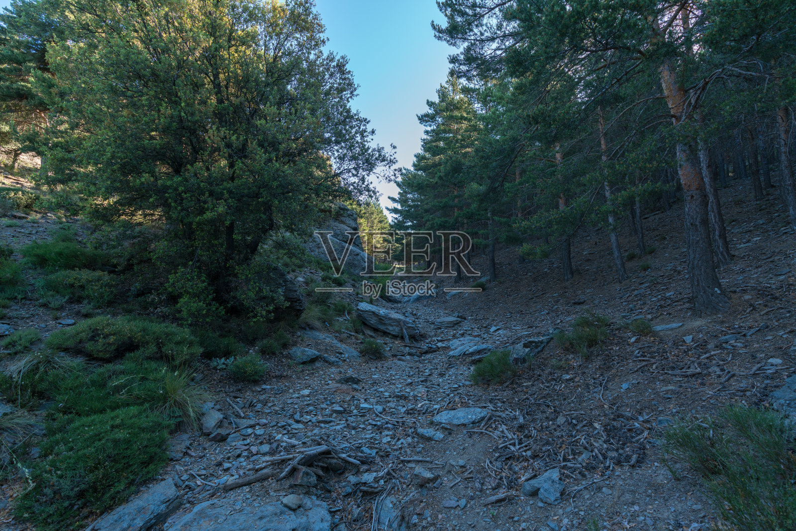 内华达山脉有植被的峡谷照片摄影图片