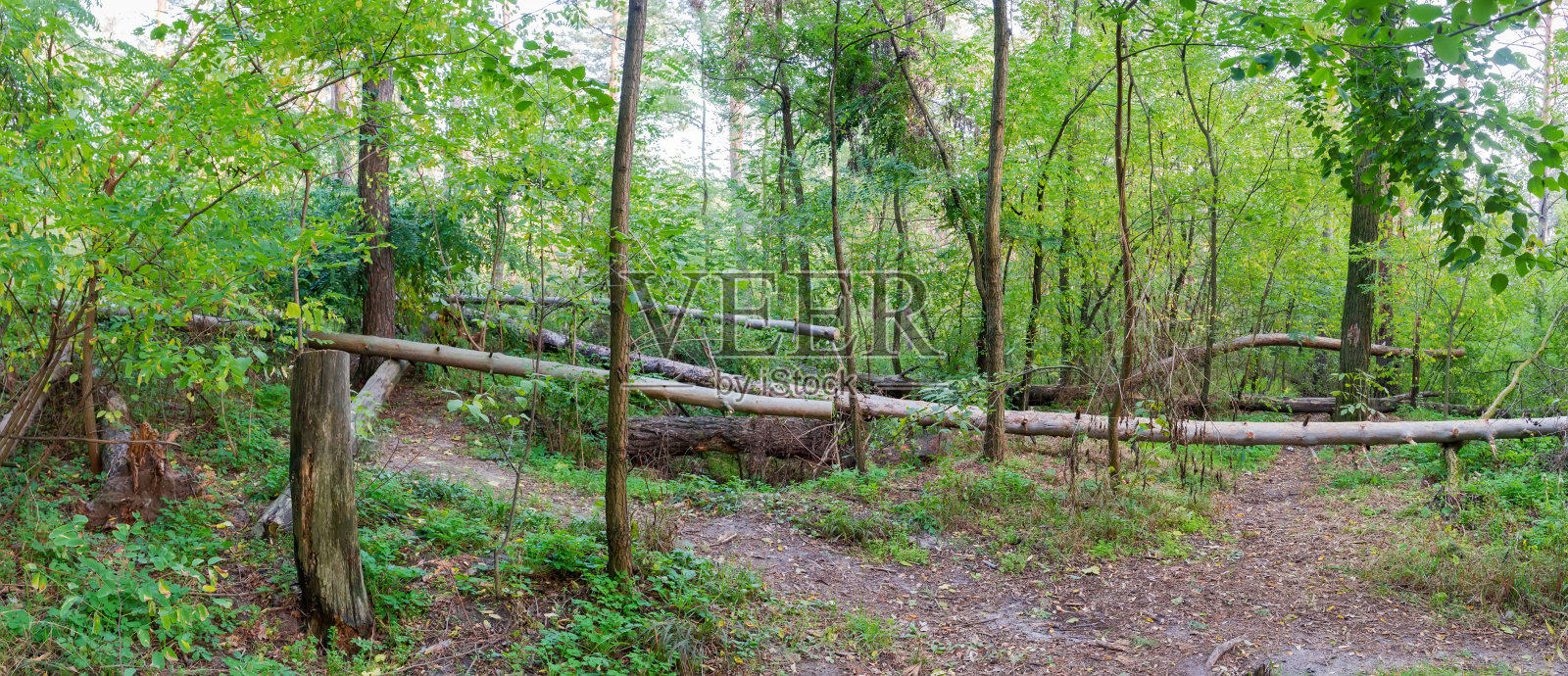 夏天风吹倒了森林里的树木，全景照片摄影图片