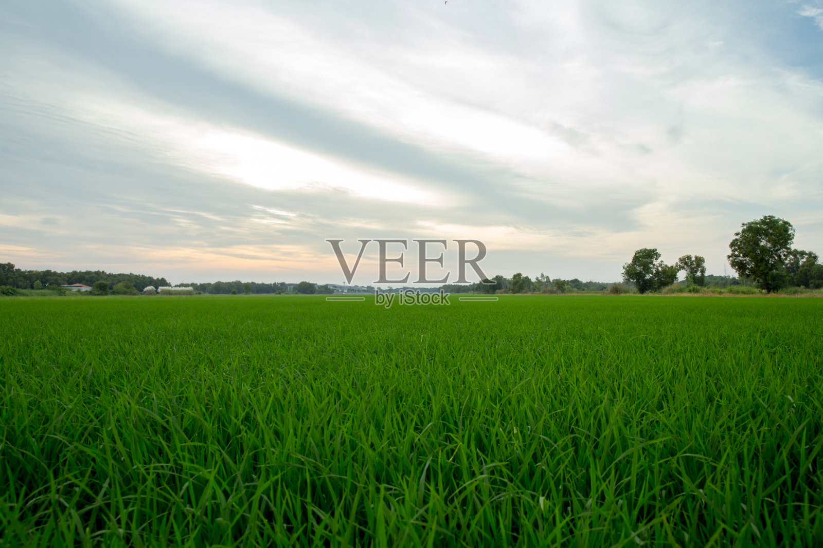 稻田和天空背景在泰国照片摄影图片