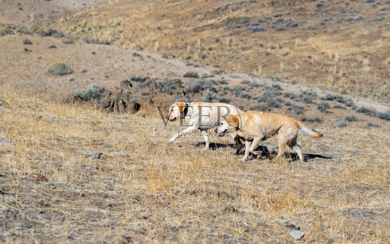 在干旱的内华达州沙漠中，黄色拉布拉多猎犬戴着GPS项圈。照片摄影图片