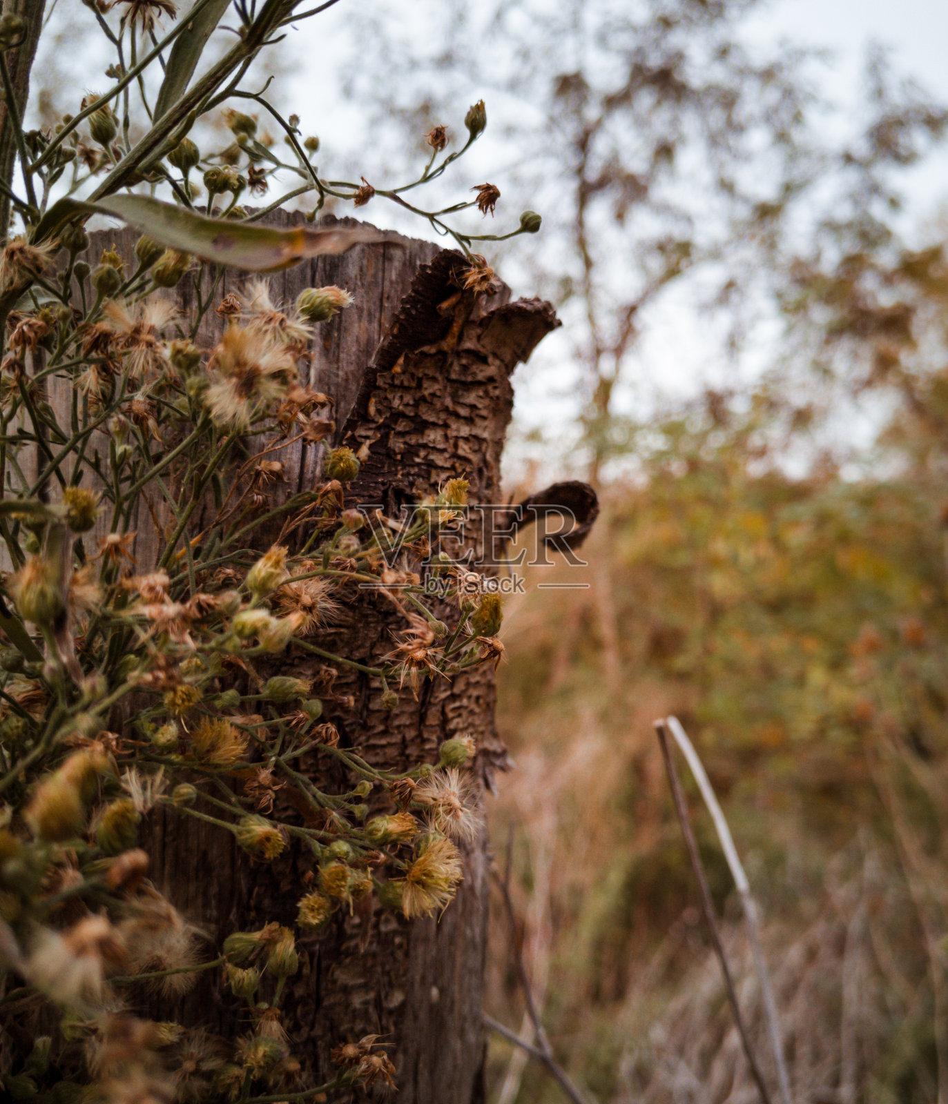 木照片摄影图片