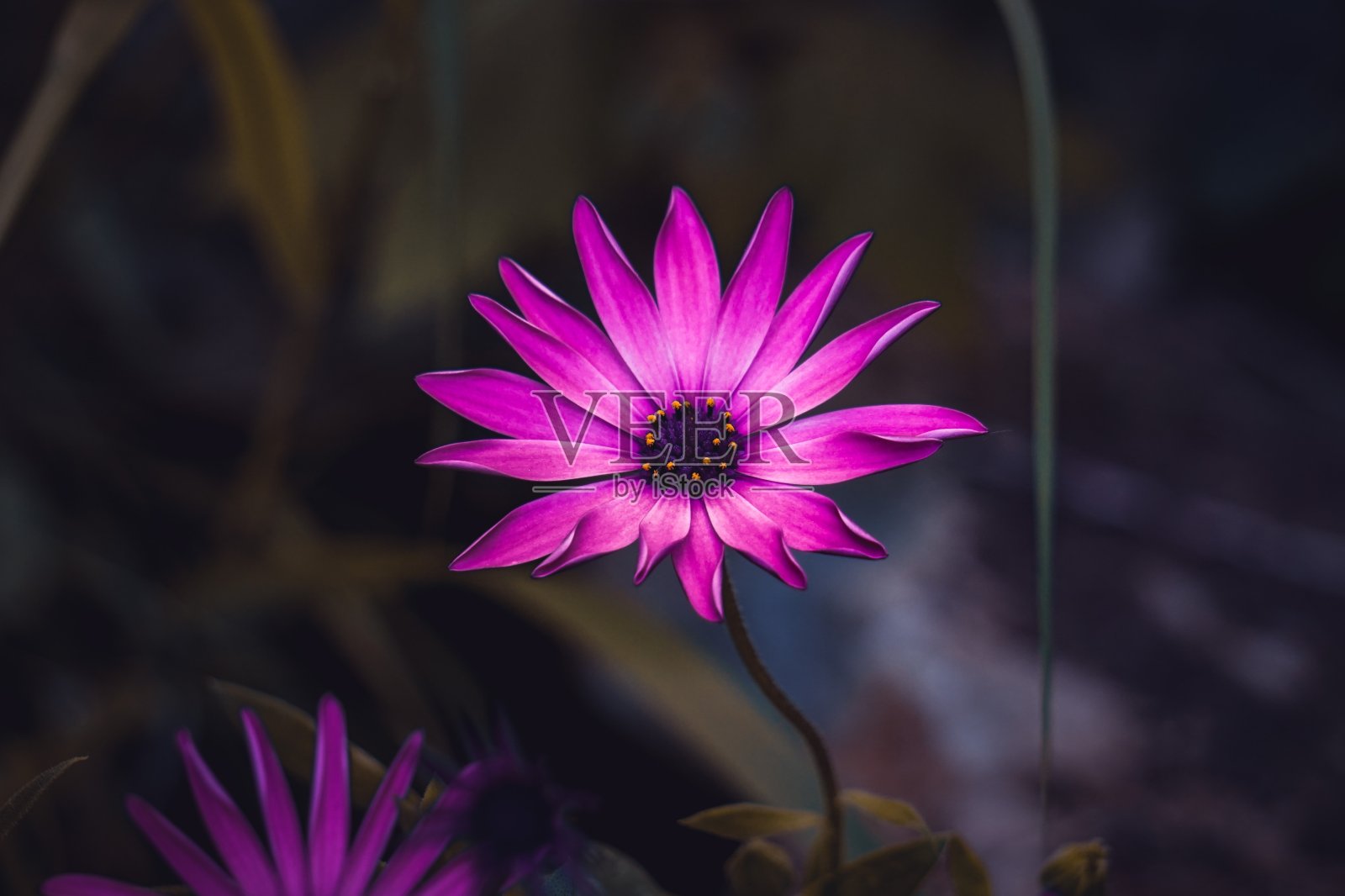 美丽的粉红色的花在花园里秋天的季节照片摄影图片