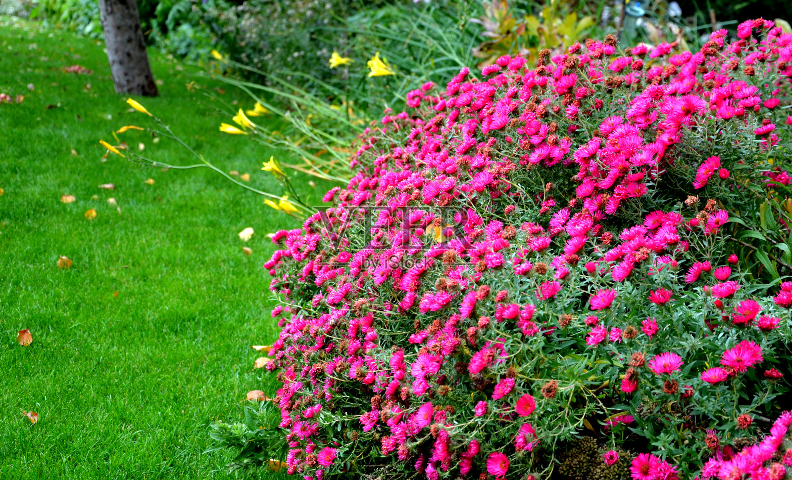在10月底，丰富的蓝色和紫色紫菀花盛开在公园沿着骗局和花坛。道路边缘和保护人行道的绳索围栏杂草丛生照片摄影图片