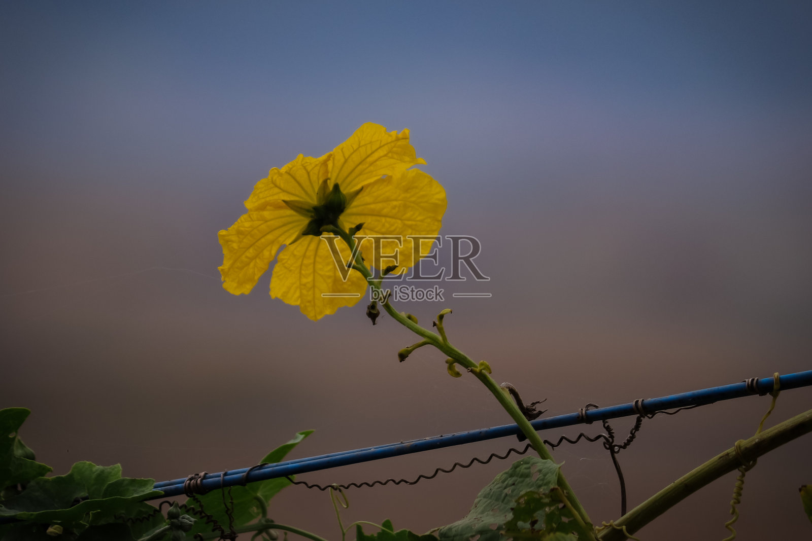 花照片摄影图片