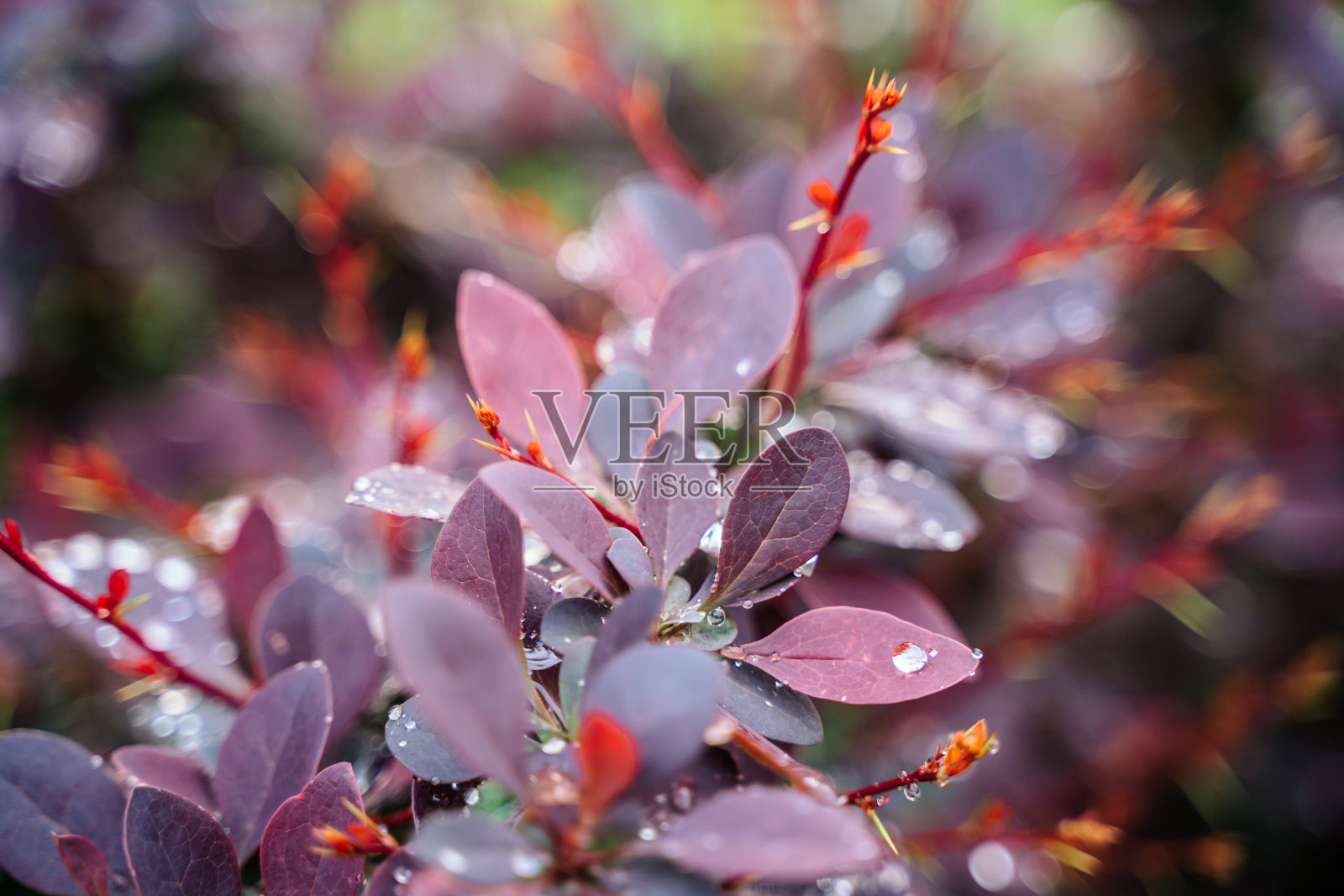 有选择性地聚焦于小檗叶的紫色背景。天然粉红叶背景。小檗或红小檗的特写。树叶和雨滴。植物墙纸，拷贝空间照片摄影图片